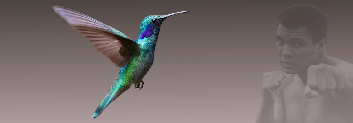 Hummingbird and Muhammed Ali for Pixel 7